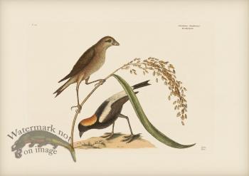 014 Rice Bird